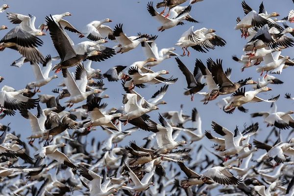 Snow Geese (Anser caerulescens) in flight-Marion County-Illinois